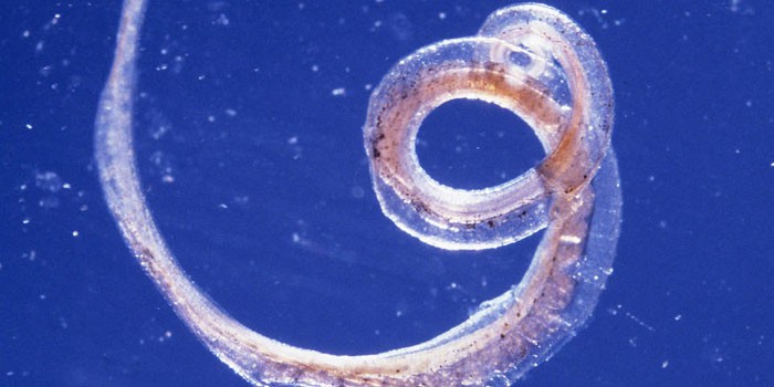 宠物狗常见疾病与防治方法,小狗常见的病害