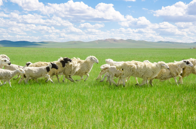 天堂草原锡林郭勒歌词及对白,真正的内蒙古锡林郭勒大草原