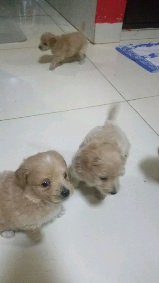 4个月博美欺负泰迪,博美欺负泰迪视频