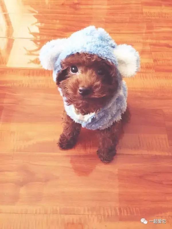 宠爱小故事大全,宠爱故事免费阅读