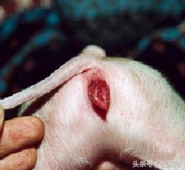 猪饲料中的这一毒素的毒性竟然是氰化钾的10倍,*霜砒**的68倍!