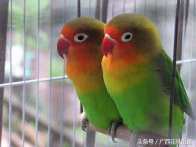 牡丹鹦鹉怎么放养,牡丹鹦鹉到底是笼养好还是散养好