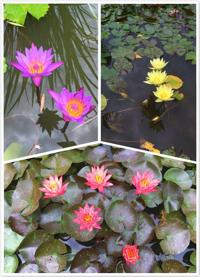 鱼缸养睡莲的养殖方法视频,家庭养睡莲用多大的缸合适