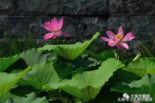 淮阳龙湖风景区荷花几月盛开,龙湖赏荷旅游月启幕