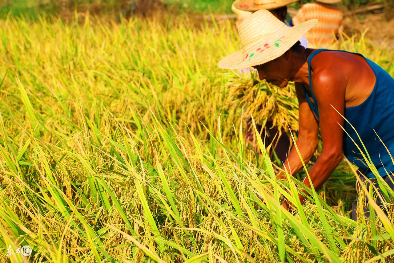 水稻白穗粒怎么处理,水稻黑穗用什么药防治