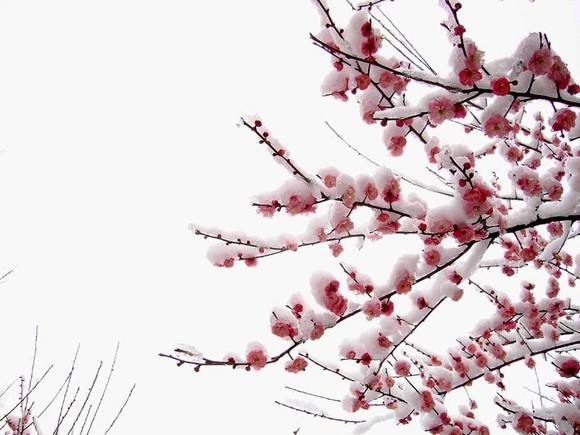 中国古今最经典十首梅花诗词,最有骨气的梅花诗