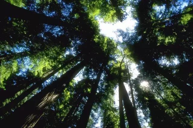 走进树林会感觉空气清新为什么呢,走进红杉林感受不一样