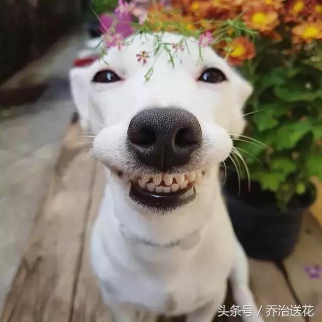 难得一见的好看狗,你见过有如此灵性的狗吗