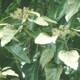 什么植物适合做手串,可以做手串的植物种子