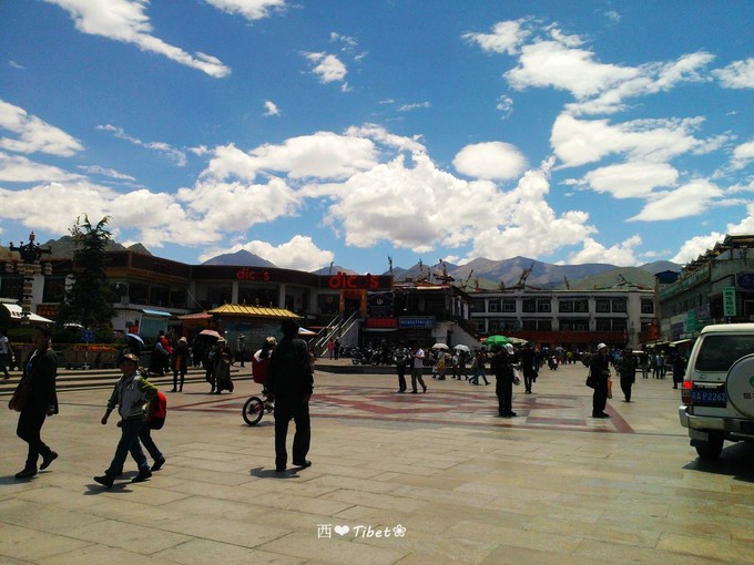 奥古斯都,August的格桑花秘境：我养你！带你去*藏西**啊！