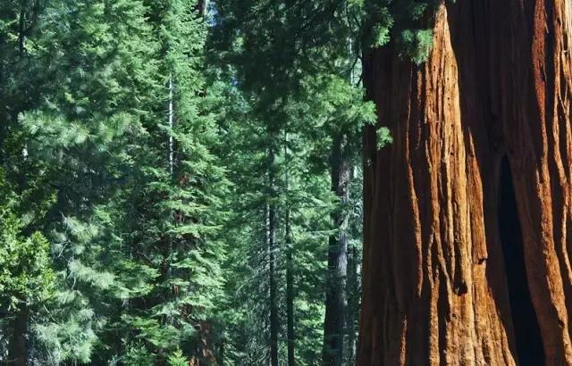 走进树林会感觉空气清新为什么呢,走进红杉林感受不一样