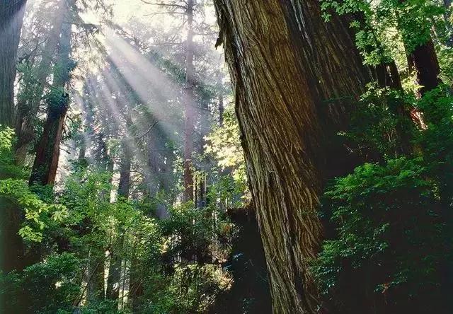 走进树林会感觉空气清新为什么呢,走进红杉林感受不一样