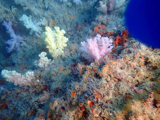 一起去帕劳旅游,去帕劳旅游自由行攻略