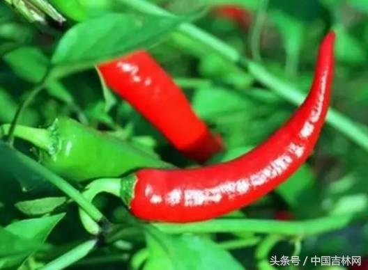 到吉林玩买啥、吃啥？再也不用刘烨代购吉林土特产了！