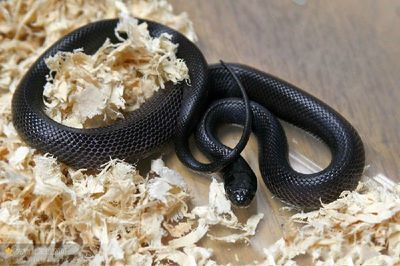 你喜欢养宠物吗套路,你喜欢养蛇的人吗