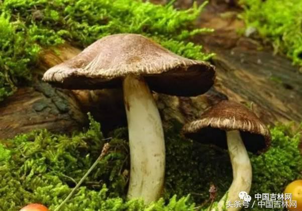 到吉林玩买啥、吃啥？再也不用刘烨代购吉林土特产了！