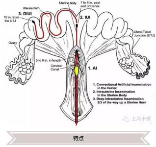 母猪深部输精优缺点,母猪深部输精多久一次