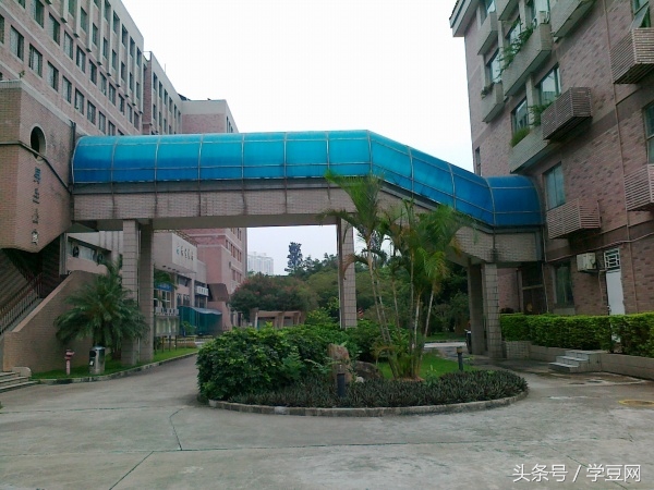 学豆观察︱在深圳高级中学读书是怎样的体验？