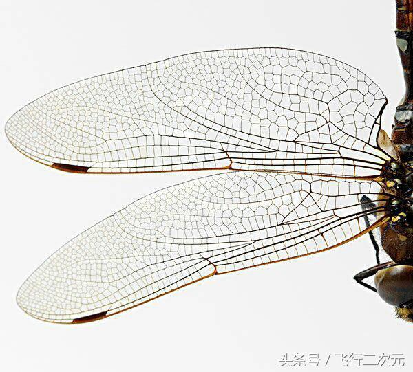 翼痣，飞机必备的一颗”痣