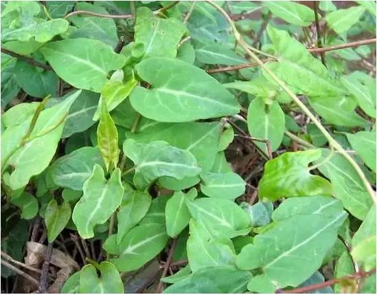 常见中草药图片及讲解,身边常见的中草药功效大全