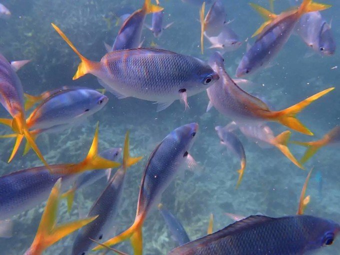 一起去帕劳旅游,去帕劳旅游自由行攻略