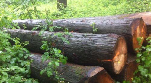 白橡木和红橡木的区别是什么,橡木木纹鉴别