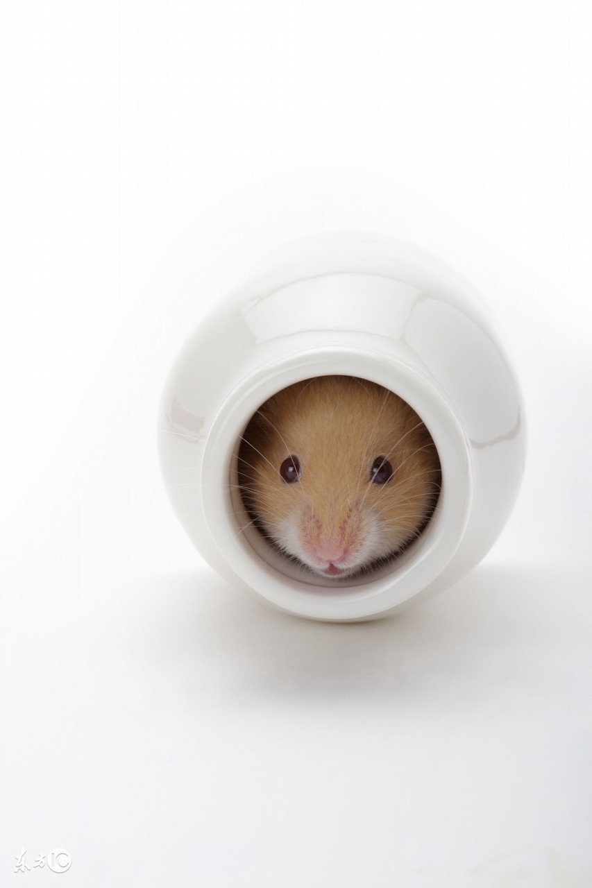 宠物仓鼠视频集,仓鼠宠物的视频