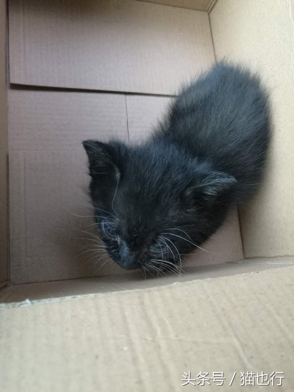 捡的小流浪猫容易养活吗,捡一只流浪猫大概要花多少钱