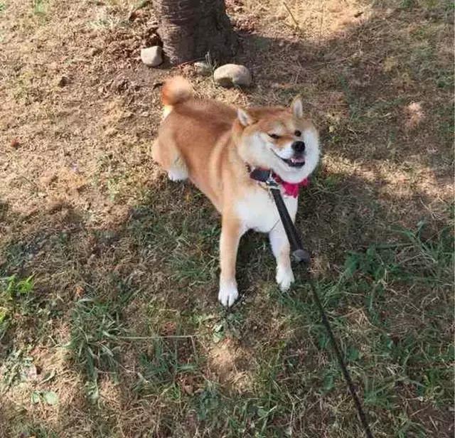 看完再决定要不要养柴犬,千万不要养柴犬