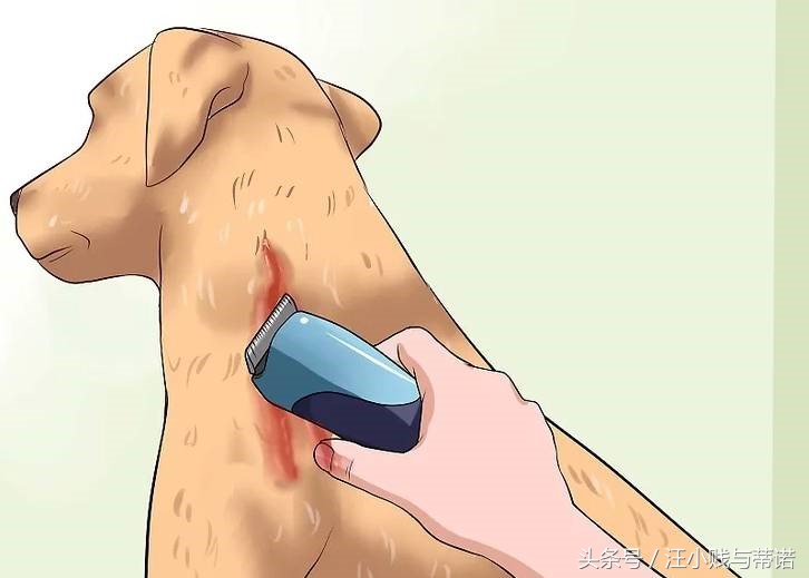 当狗狗受伤，实用土办法教你给狗狗止血！