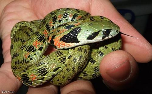 你喜欢养宠物吗套路,你喜欢养蛇的人吗