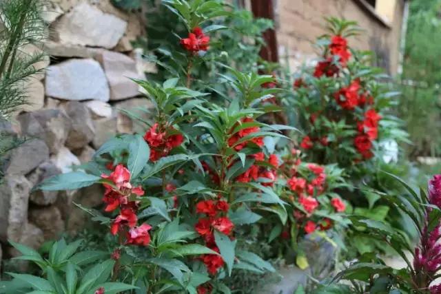 山西历山舜王坪大草原攻略,看云海高山草甸的地方