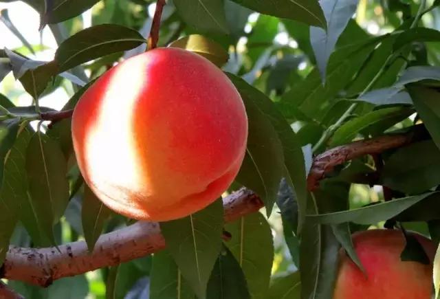 贵阳这个季节水果采摘线路，错过又要等一年