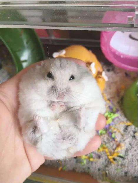 宠物仓鼠视频集,仓鼠宠物的视频