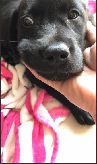 拉布拉多细小治疗成功率,拉布拉多治疗细小一天到七天变化