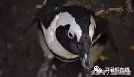 企鹅是什么种类动物,动物百科知识科普企鹅品种