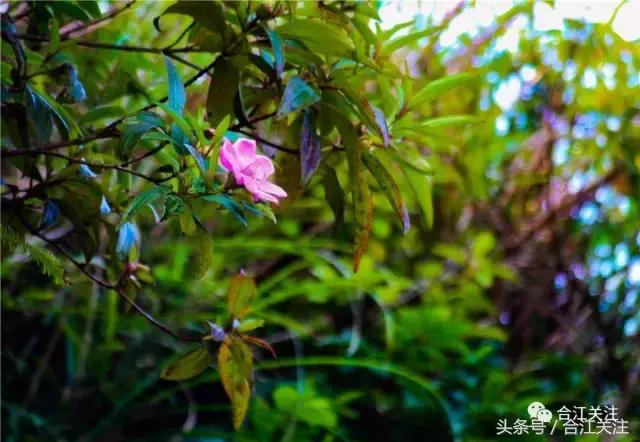 暴牙郎的功效与作用,暴牙郎功效与作用