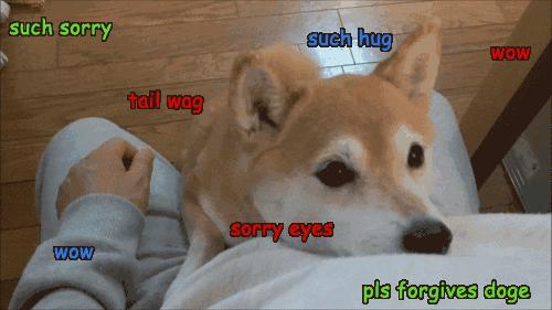 美国领养狗流程,领养狗养狗技巧