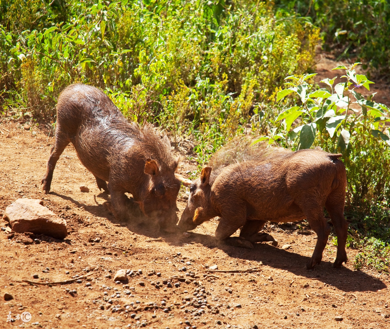 猪病预警；夏秋交接猪皮肤病！