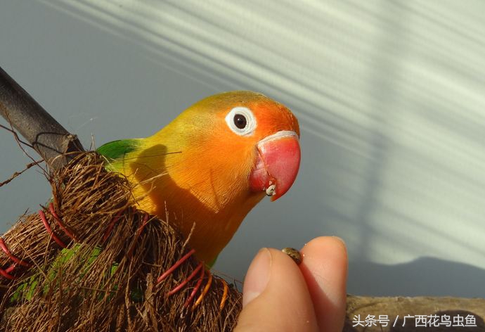 牡丹鹦鹉怎么放养,牡丹鹦鹉到底是笼养好还是散养好