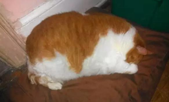 适合美国短毛猫吃的猫粮,适合喂土猫的猫粮