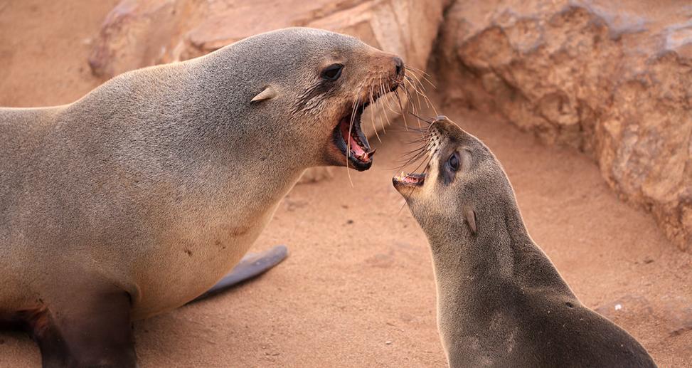 来到纳米比亚，你会知道什么才是非洲应有的样子！