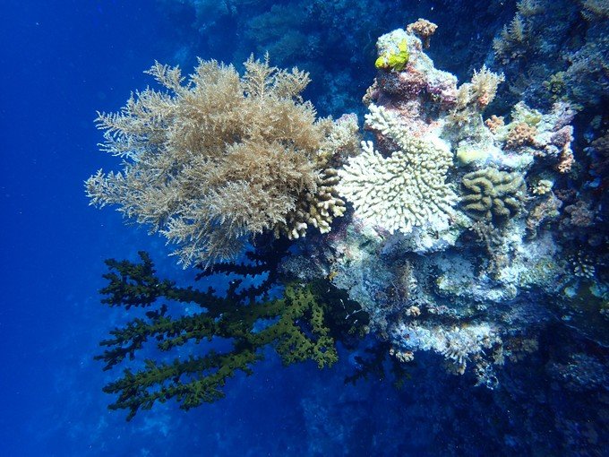 一起去帕劳旅游,去帕劳旅游自由行攻略