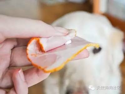 狗狗喂药小妙招药片,狗狗喂药五步法