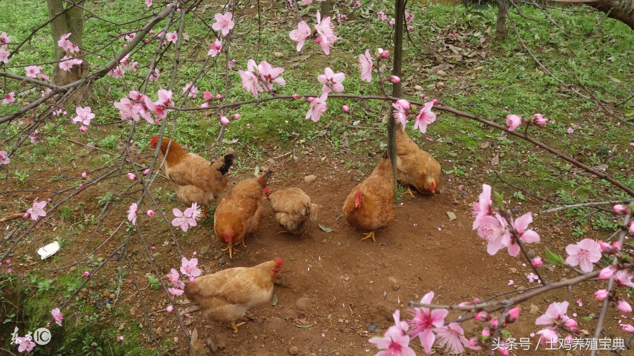 散养土鸡下蛋带血是什么原因,散养土鸡母鸡掉毛是什么原因