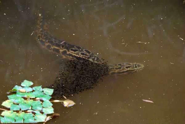 专家说鱼头小孩不能吃,鱼头哪一部分是小孩不能吃的