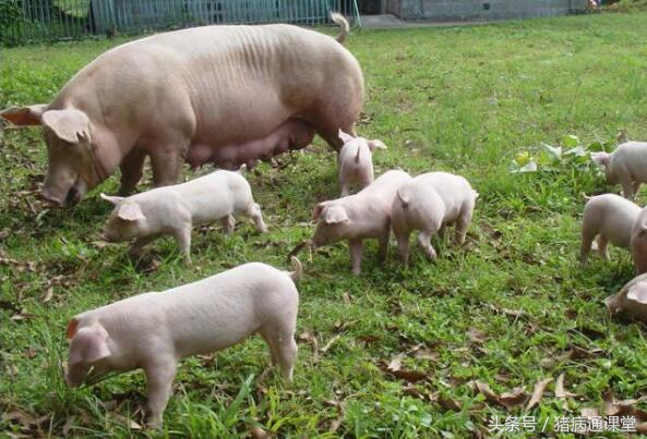 猪皮肤病玫瑰糠疹怎么治,猪感染玫瑰糠疹怎么治