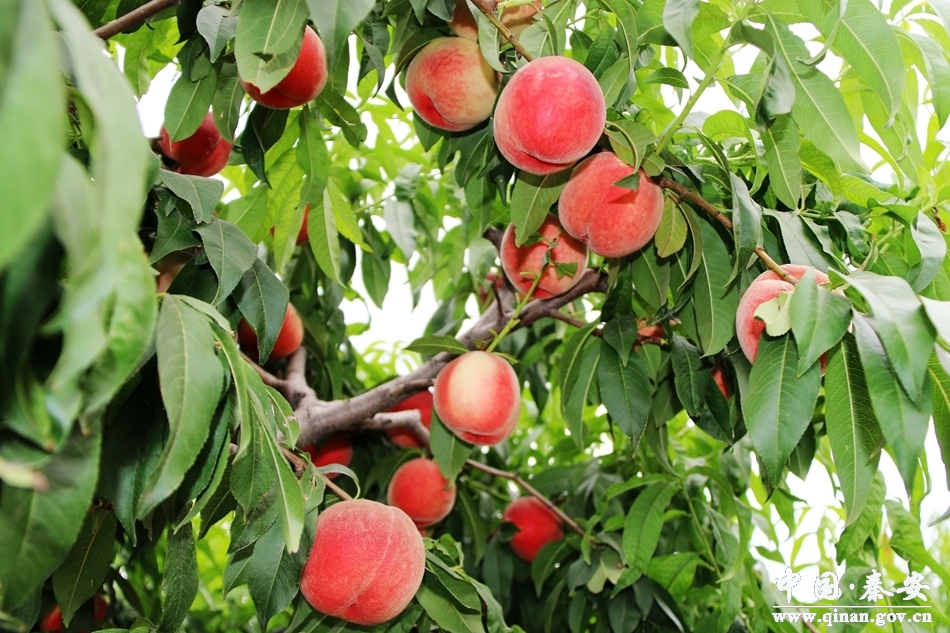全国有名的天水秦安蜜桃大上市,秦安蜜桃享誉世界