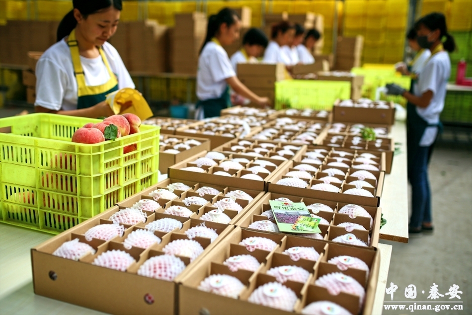 全国有名的天水秦安蜜桃大上市,秦安蜜桃享誉世界