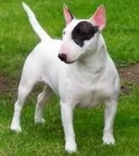 各种狗及身价，终于收全了